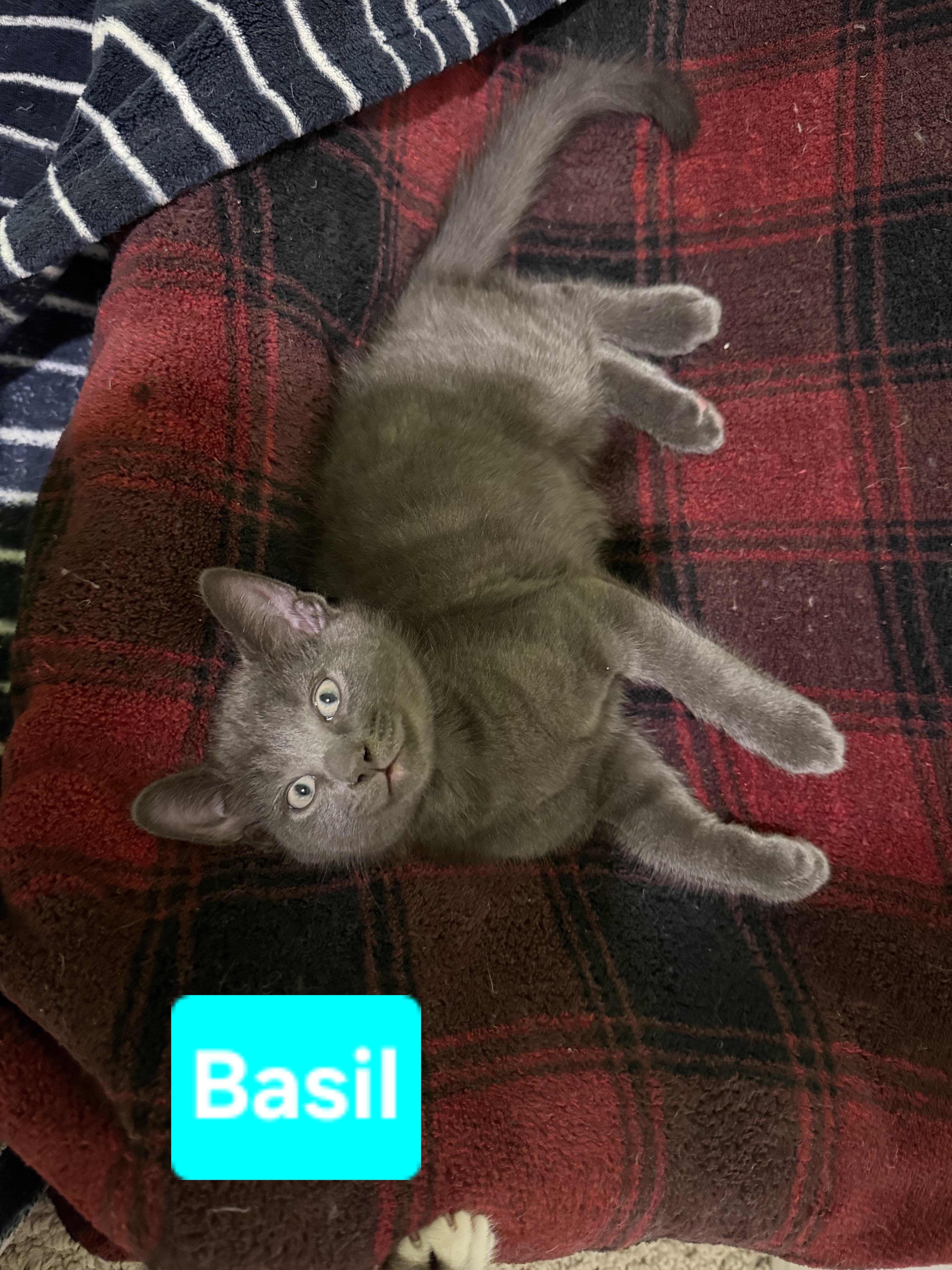 Basil thumbnail 3
