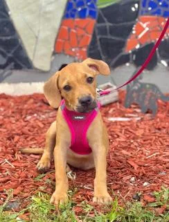 A young medium-sized female Labrador Retriever dog named Pedi for adoption in Miami, FL