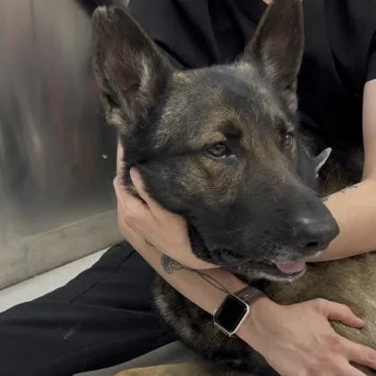 An adult large-sized female Brown / Chocolate German Shepherd Dog dog named Maeve for adoption in Charleston, SC