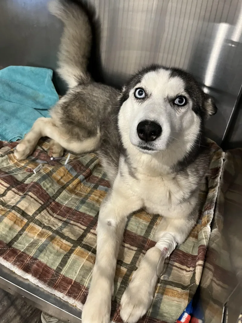 A young medium-sized female Black Husky dog named Echo for adoption in Bloomsdale, MO