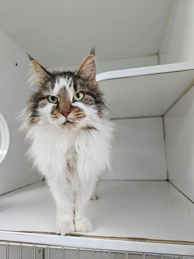 Snowball thumbnail 4