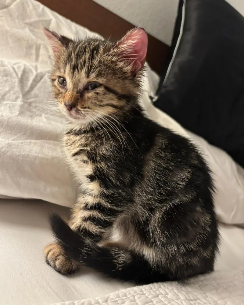 Wheezie thumbnail 2