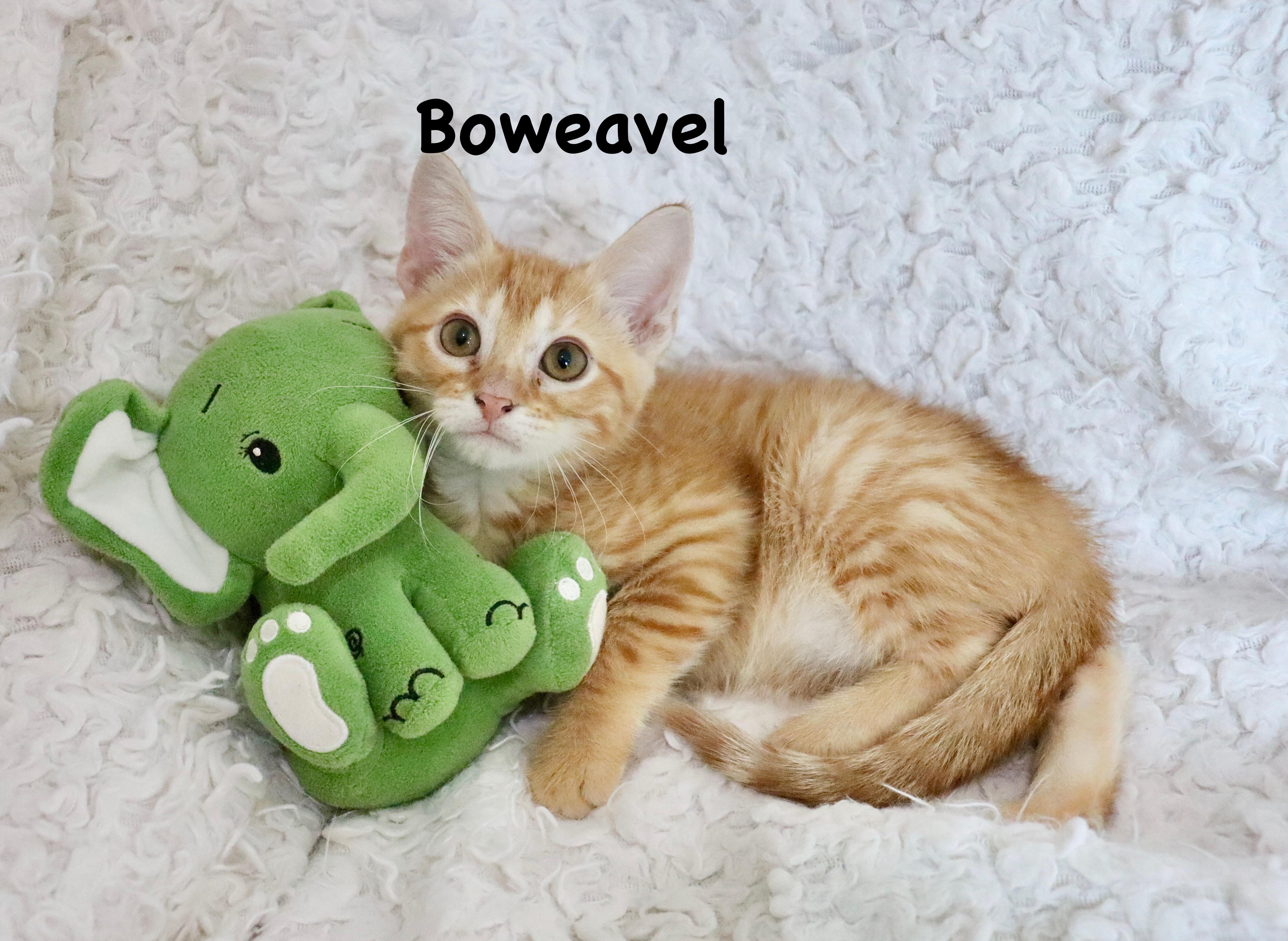 A baby medium-sized male Tabby cat named Boweavel for adoption in Saint Augustine, FL