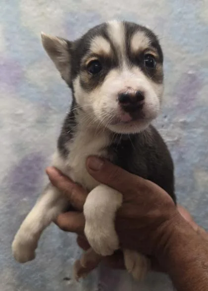 A baby small-sized female Siberian Husky dog named Rosalie for adoption in Malvern, PA