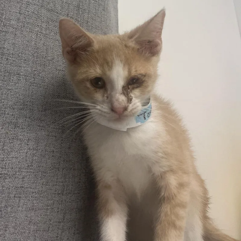 A baby small-sized male White Domestic Short Hair cat named Todd for adoption in Hattiesburg, MS