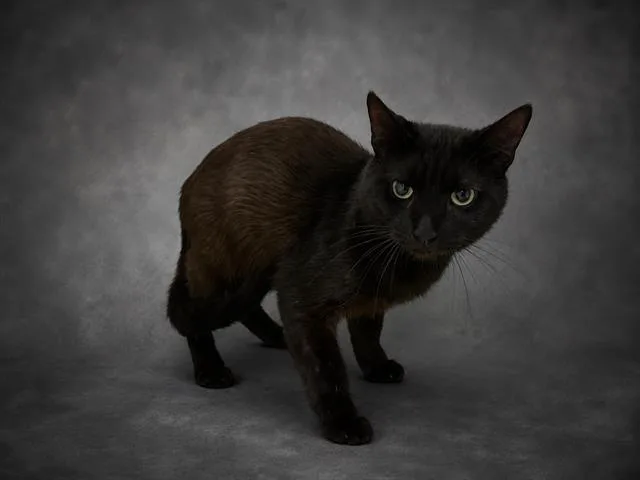 An adult medium-sized male Domestic Short Hair cat named Mr Midnight for adoption in Winter Haven, FL