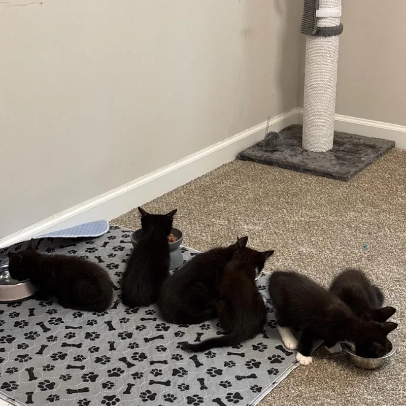 A baby small-sized male Black Domestic Short Hair cat named Cherry for adoption in Fayetteville, GA