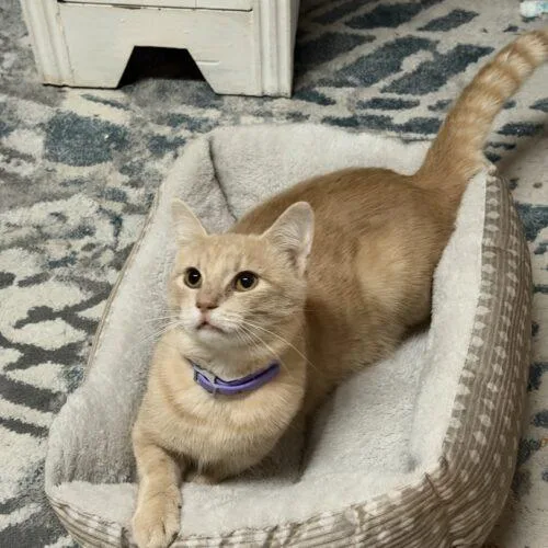 A young small-sized male Domestic Short Hair cat named Butterscotch for adoption in Canal Winchester, OH