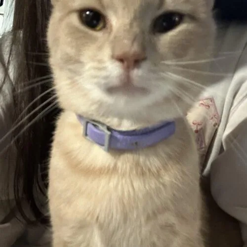 Butterscotch thumbnail 2