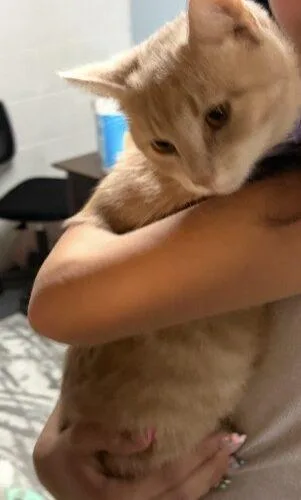 Butterscotch thumbnail 3