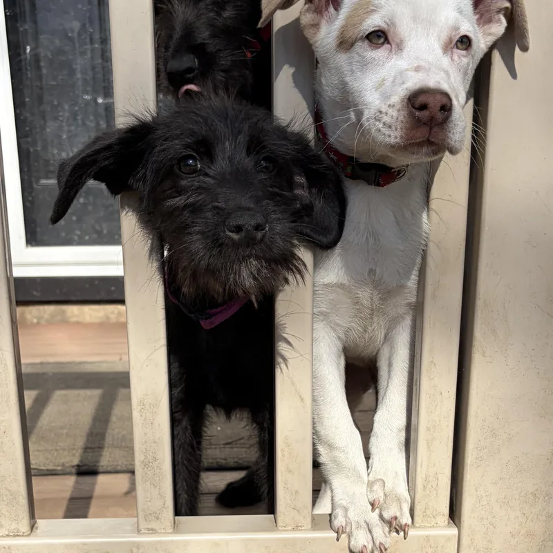 A baby medium-sized female Black Schnauzer dog named Sequoia for adoption in West Grove, PA