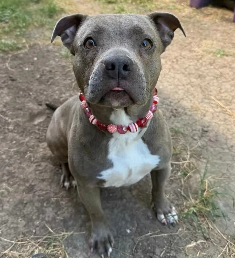 An adult medium-sized female Gray / Blue / Silver Pit Bull Terrier dog named Bubblegum for adoption in Austin, TX