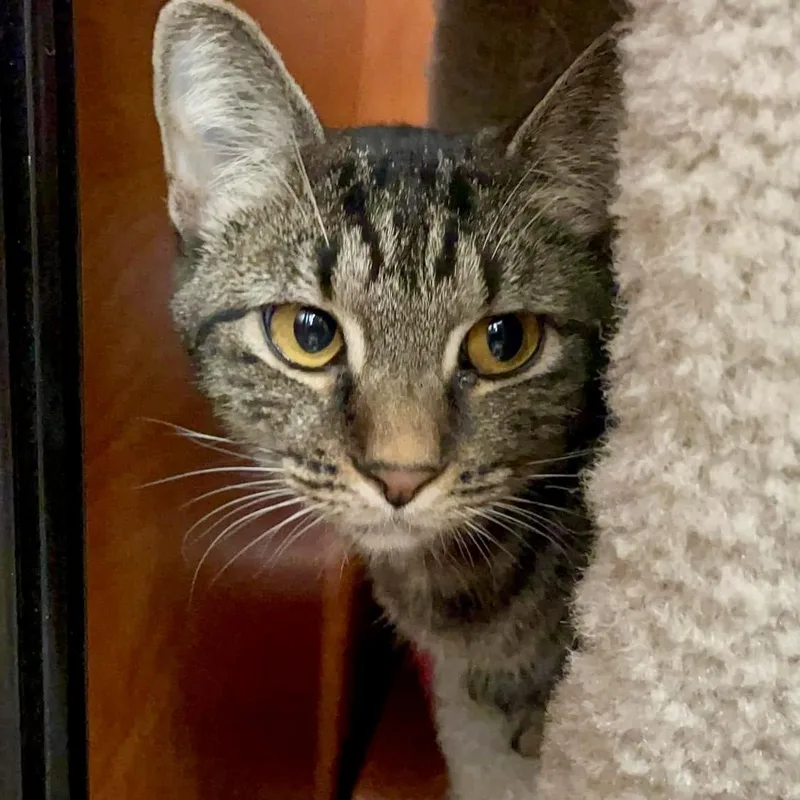 Presley Storm thumbnail 2