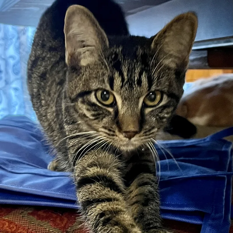 Presley Storm thumbnail 3