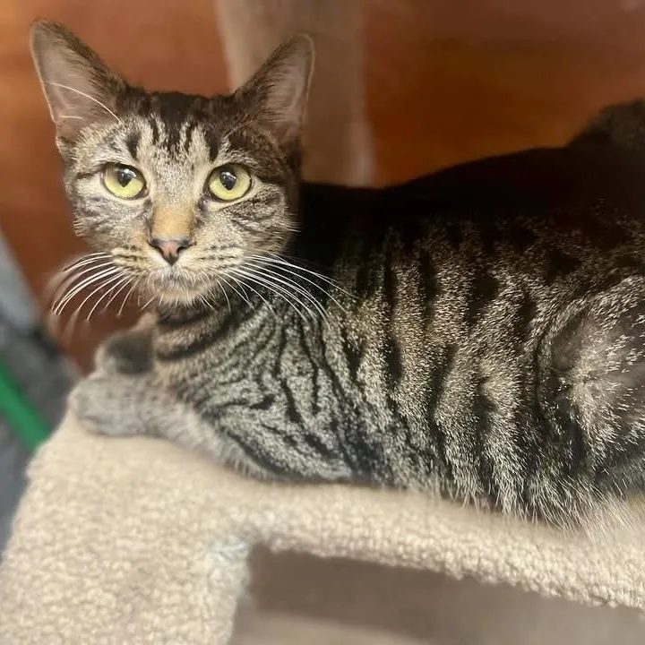 Presley Storm thumbnail 4