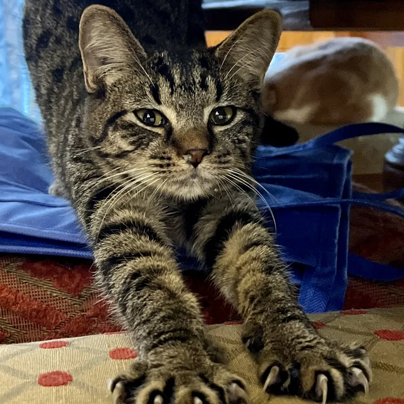 Presley Storm thumbnail 5