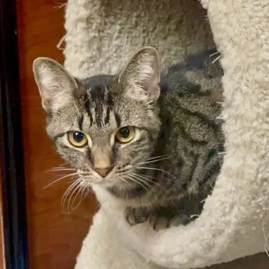 Presley Storm thumbnail 6