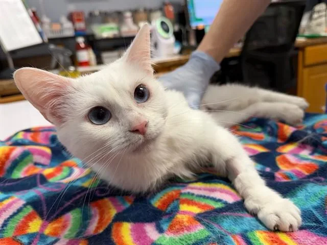 An adult medium-sized female Domestic Short Hair cat named Pippy for adoption in Ames, IA