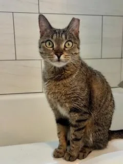 Holly The Tabby Cat thumbnail 2