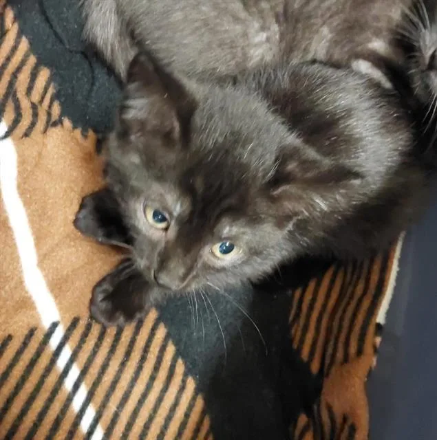 A baby small-sized male Domestic Short Hair cat named Cosmew for adoption in Chula Vista, CA