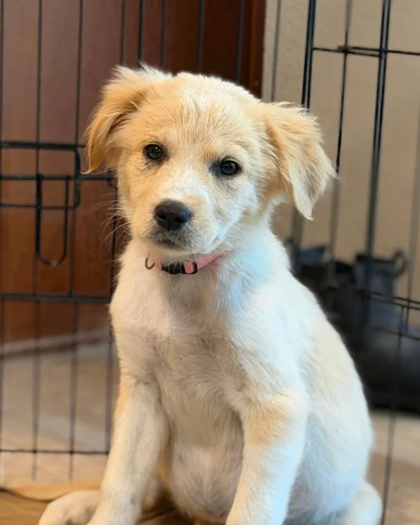 A young medium-sized female White / Cream Great Pyrenees dog named Malini for adoption in renton, WA