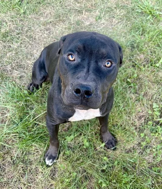 A young large-sized male Pit Bull Terrier dog named Reece for adoption in Kalamazoo, MI