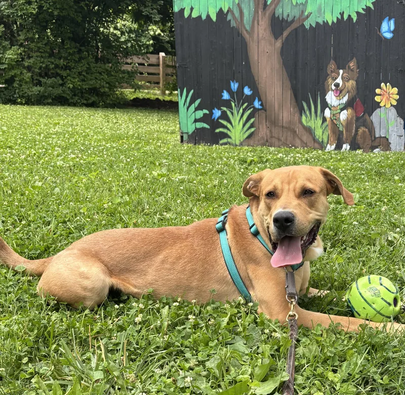 A young large-sized male Apricot / Beige Labrador Retriever dog named Jenson for adoption in Indianapolis, IN