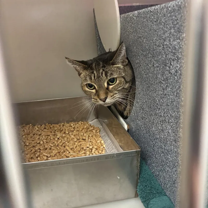An adult large-sized female Torbie Domestic Short Hair cat named Phoebe for adoption in Harrisonburg, VA