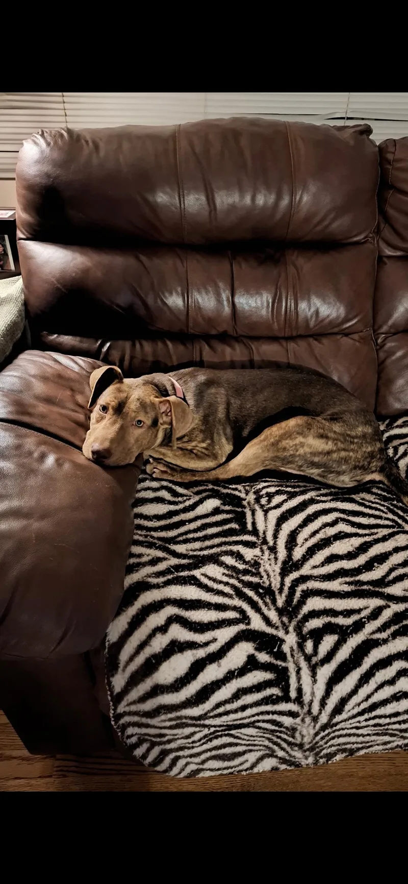 A baby medium-sized female Brindle Pit Bull Terrier dog named Mango for adoption in West Hollywood, CA