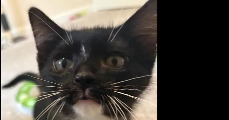 A baby small-sized female Black & White / Tuxedo Domestic Short Hair cat named Lennox for adoption in Virginia Beach, VA
