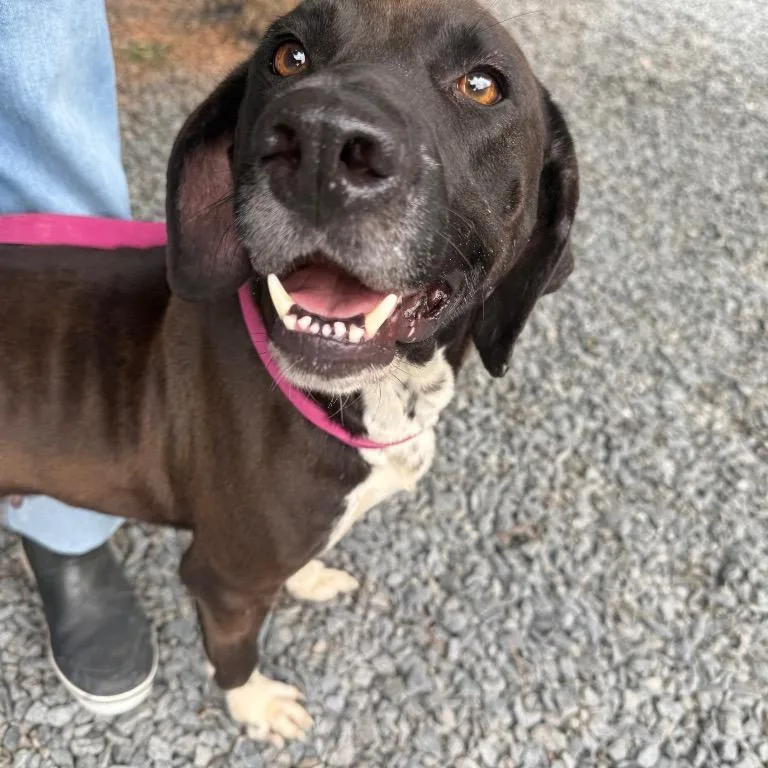 A young small-sized female Mixed Breed dog named Bea for adoption in Mount Gilead, NC