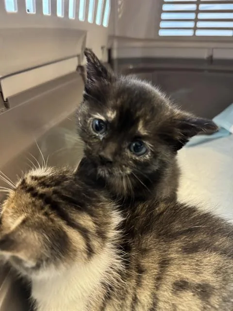 A baby small-sized female Domestic Short Hair cat named A for adoption in West Valley City, UT