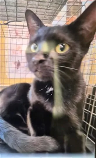 A young small-sized female Domestic Short Hair cat named Astrid for adoption in Fort Myers, FL