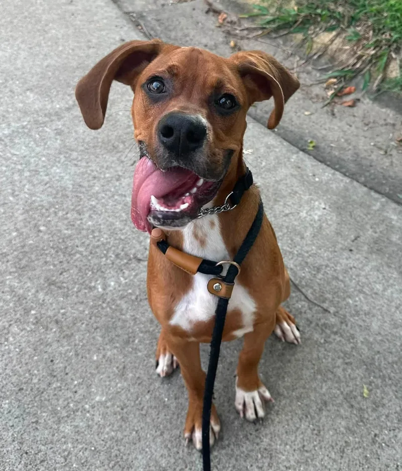 A young large-sized male Boxer dog named JarJar for adoption in Owensboro, KY