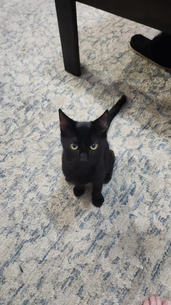 A baby medium-sized male Domestic Short Hair cat named Noodle for adoption in Salt Lake City, UT