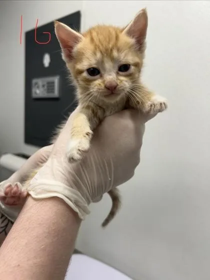 A baby small-sized male Domestic Short Hair cat named Jessie for adoption in West Chester, PA