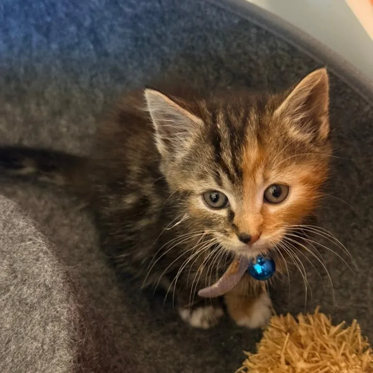 A baby small-sized female Tortoiseshell Domestic Short Hair cat named Caramel Apple for adoption in Charlotte, NC