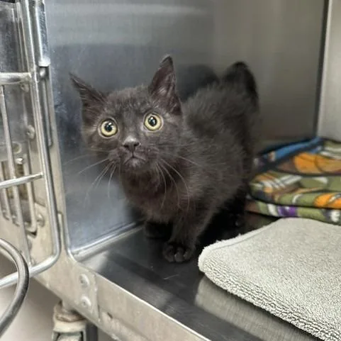 A baby small-sized female Black Domestic Short Hair cat named Astrid for adoption in Indianapolis, IN