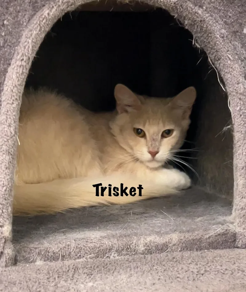 An adult medium-sized male Orange & White Domestic Long Hair cat named Trisket for adoption in Port Lavaca, TX