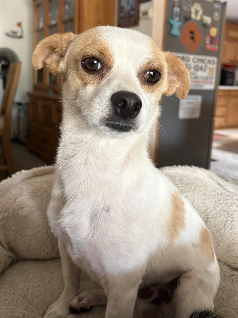 Jack