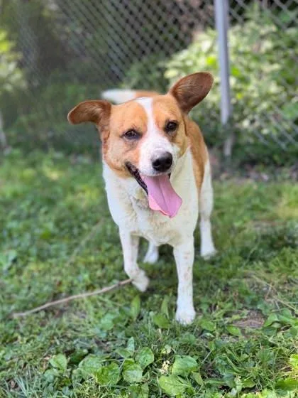 An adult medium-sized male Brown / Chocolate Mixed Breed dog named Caesar for adoption in Leitchfield, KY