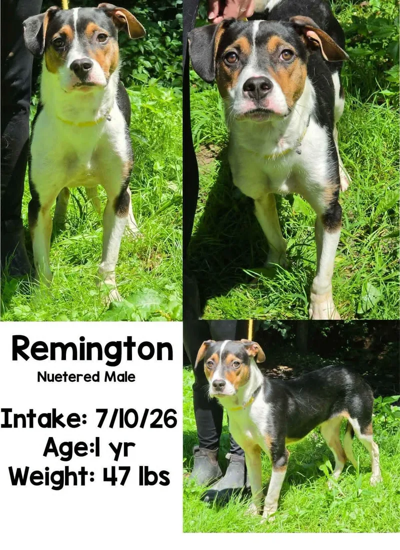 A young medium-sized male Tricolor (Brown, Black, & White) Hound dog named Reminington for adoption in Staffordsville, KY