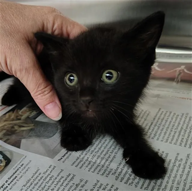 A baby medium-sized male Domestic Short Hair cat named Jack for adoption in Dallas, TX