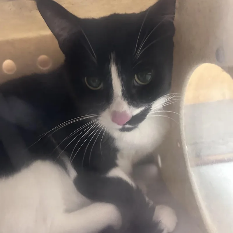 An adult small-sized male Black Domestic Short Hair cat named Lil Boosie for adoption in Philadelphia, PA