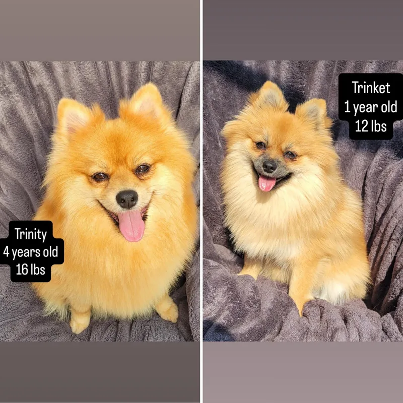 A young small-sized female Yellow / Tan / Blond / Fawn Pomeranian dog named Trinity & Trinket [Bonded for adoption in Sherwood, OR