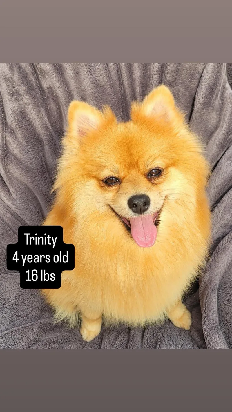Trinity & Trinket [Bonded thumbnail 2