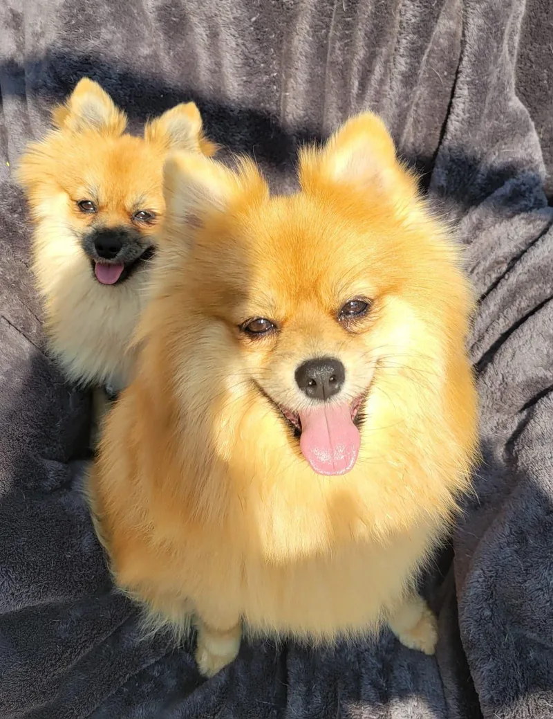 Trinity & Trinket [Bonded thumbnail 3