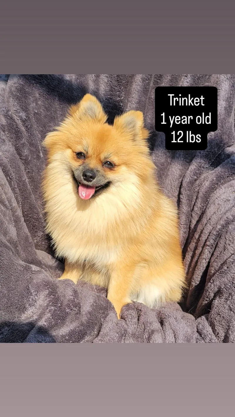 Trinity & Trinket [Bonded thumbnail 4