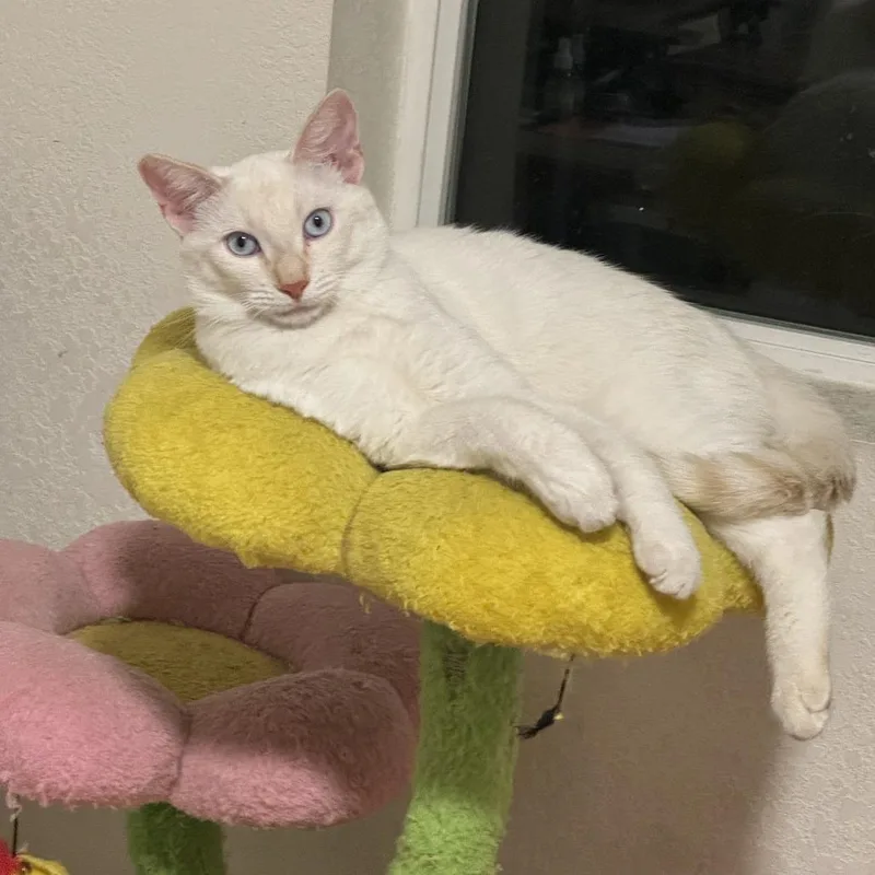 An adult medium-sized male White Siamese cat named Guero for adoption in Los Angeles, CA