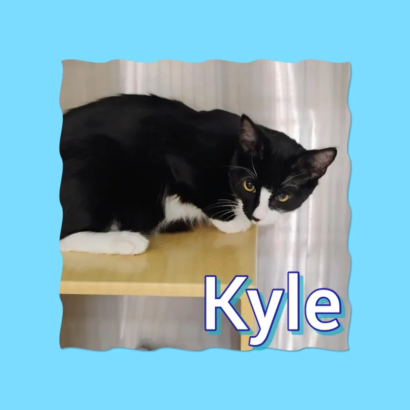 Kyle thumbnail 2